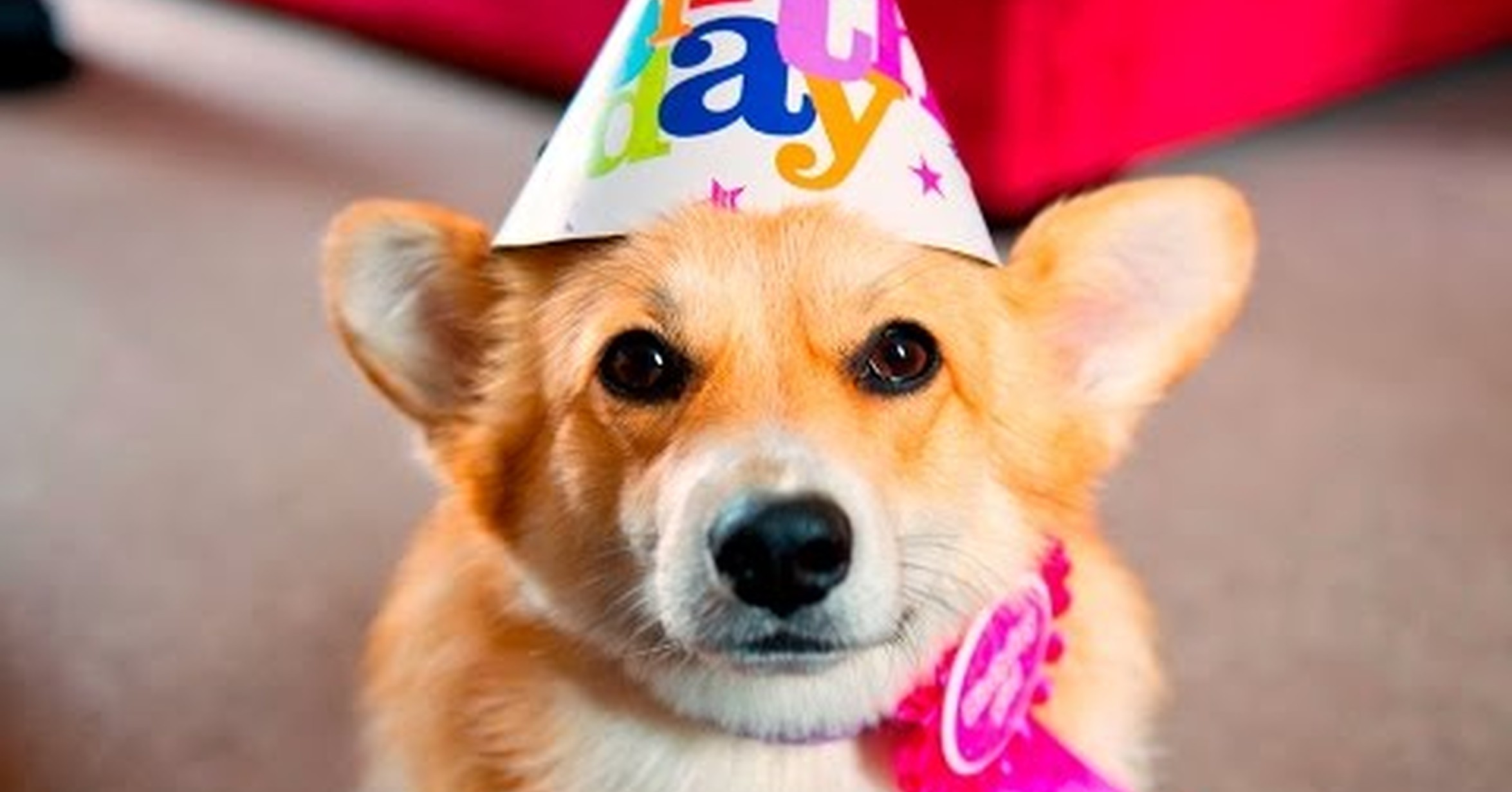 Собака празднует. Собака в колпаке. Собачка в праздничном колпаке. С днём рождения собачки. Корги в праздничном колпаке.