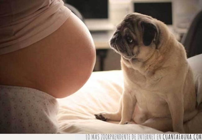 perro,embarazada,dueña,bebé,niño,amigo,mujer,madre,embarazo,barriga,esperar
