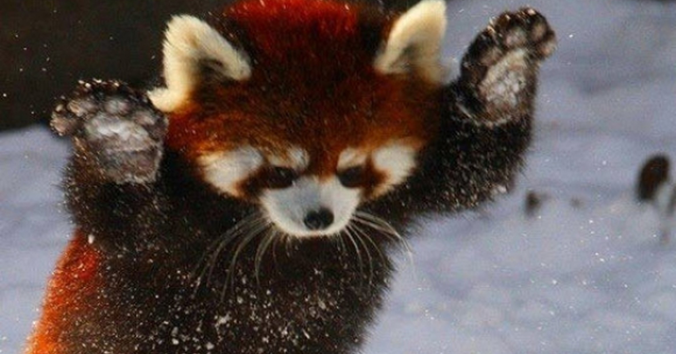 Cu nta Fauna Los Pandas Rojos Son Tan Tan 