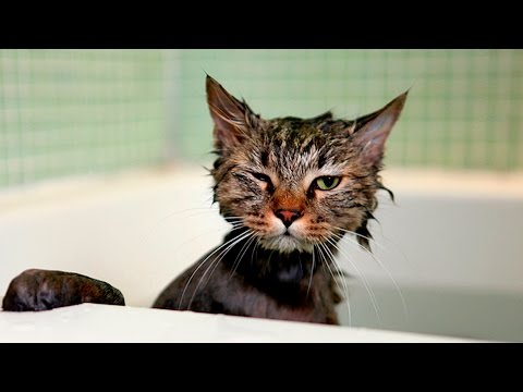 36725 - ¿Quién dijo que a los gatos no les gusta el agua? 