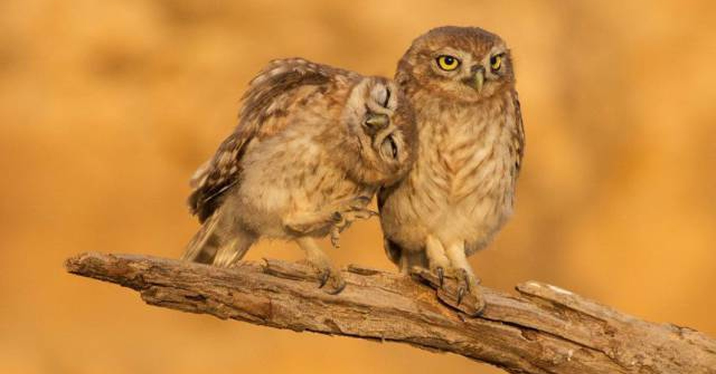 Бородатая неясыть. Мама сова и совенок. Сова хочешь дружить. Сова и кот. Сова хочешь дружить.