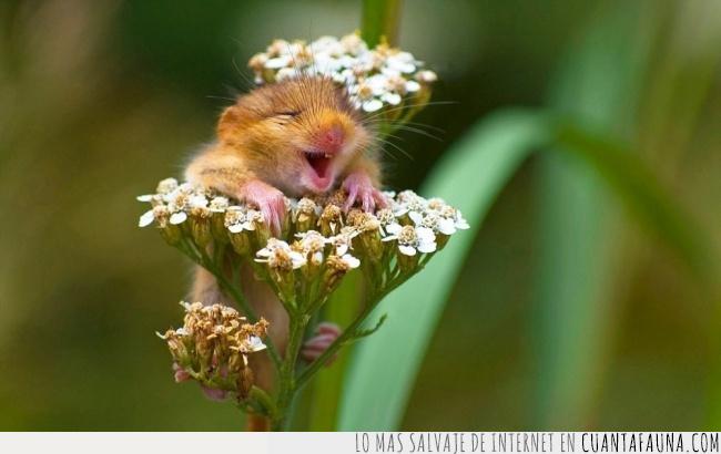 ratón,ratoncito,flores,felicidad,simple,belleza,expresión,sonrisa