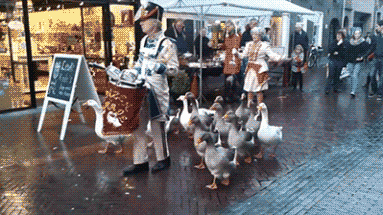 acabado siendo,duck army,marcha,patos