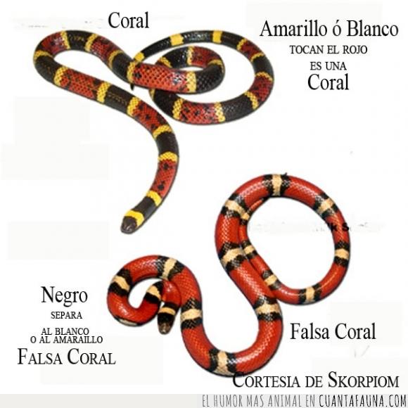 coral,coralillo,falso,inofensiva,serpiente,veneno,venenosa