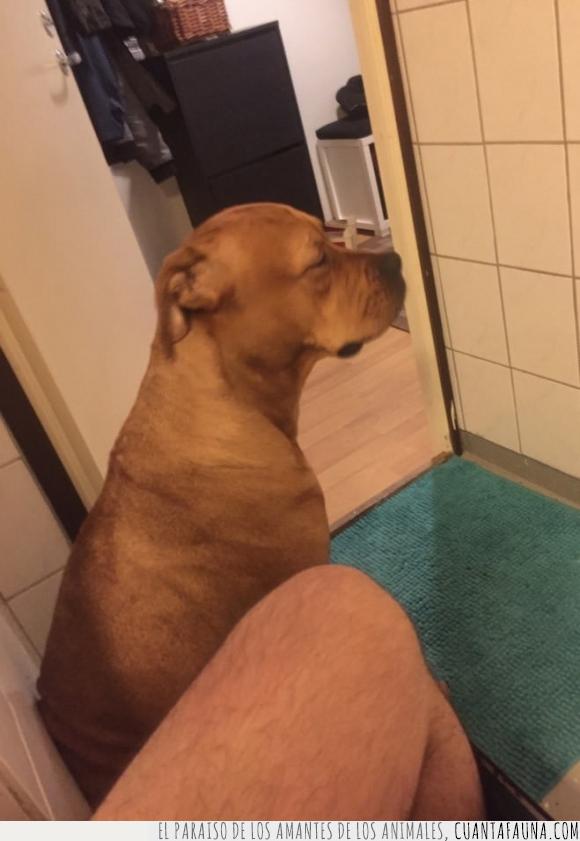 baño,cagar,en cada instante,perro,proteger,tiene mala cara por el olor