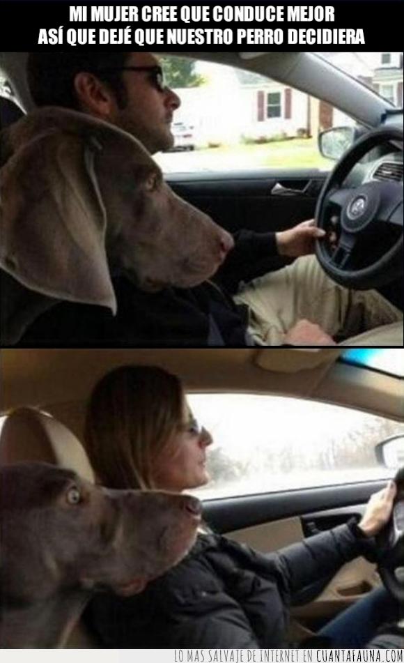 cara de miedo,coche,conducir,perro,terror