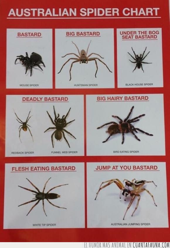 antes de que venga un listo obviamente es broma y no las clasifican así allá,arañas,australia,bastardo,clasificación,tipos