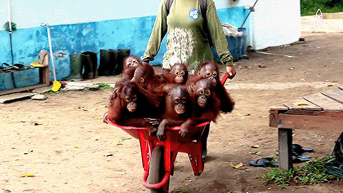 oranguntán,carretilla,transporte,grupo,felices,rojo,ecológico