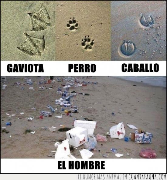 playa,animales,basura,contaminación,hombre,humanidad