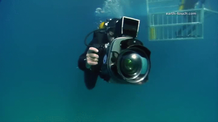 agua,cámara,curro,peligro,tiburón