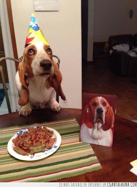 comida,cumpleaños,foto,gorro,hueso,padre?,pastel,perro