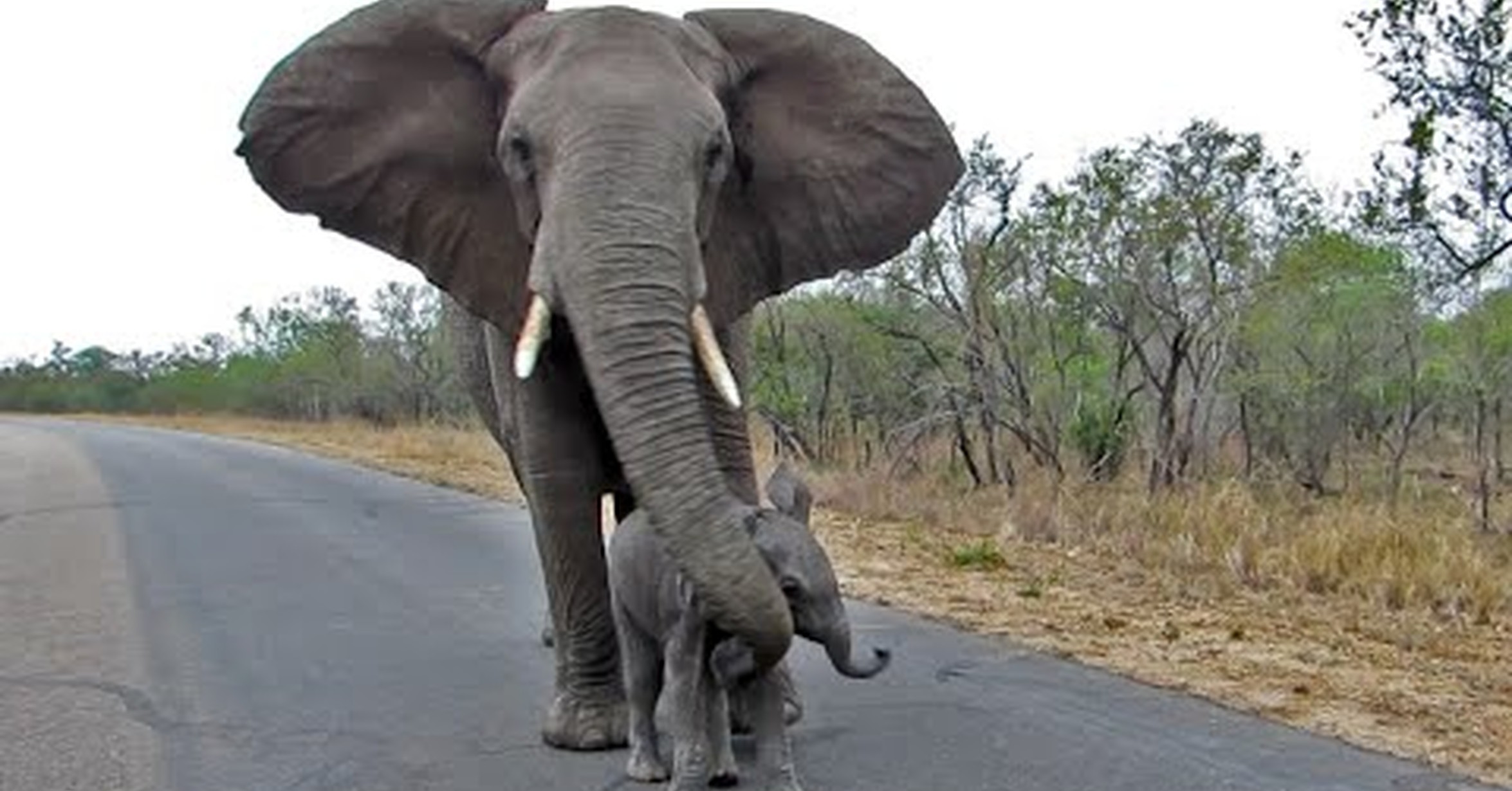 Есть мама у слоненка. Смешные слоны. Африканский слон. Слоны защищаются. Хобот слона.