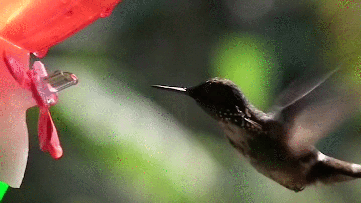 beber,colibrí,lengua,néctar