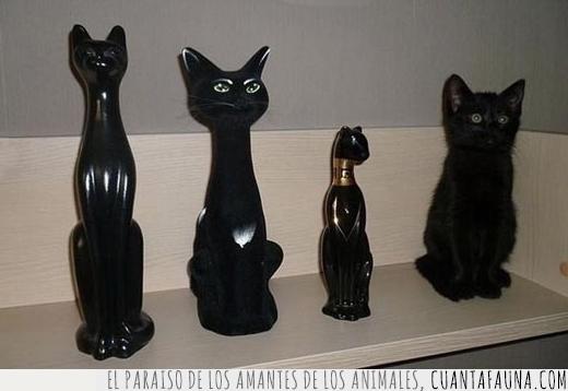 gato,adorno,astuto,discreto,negro,confundir