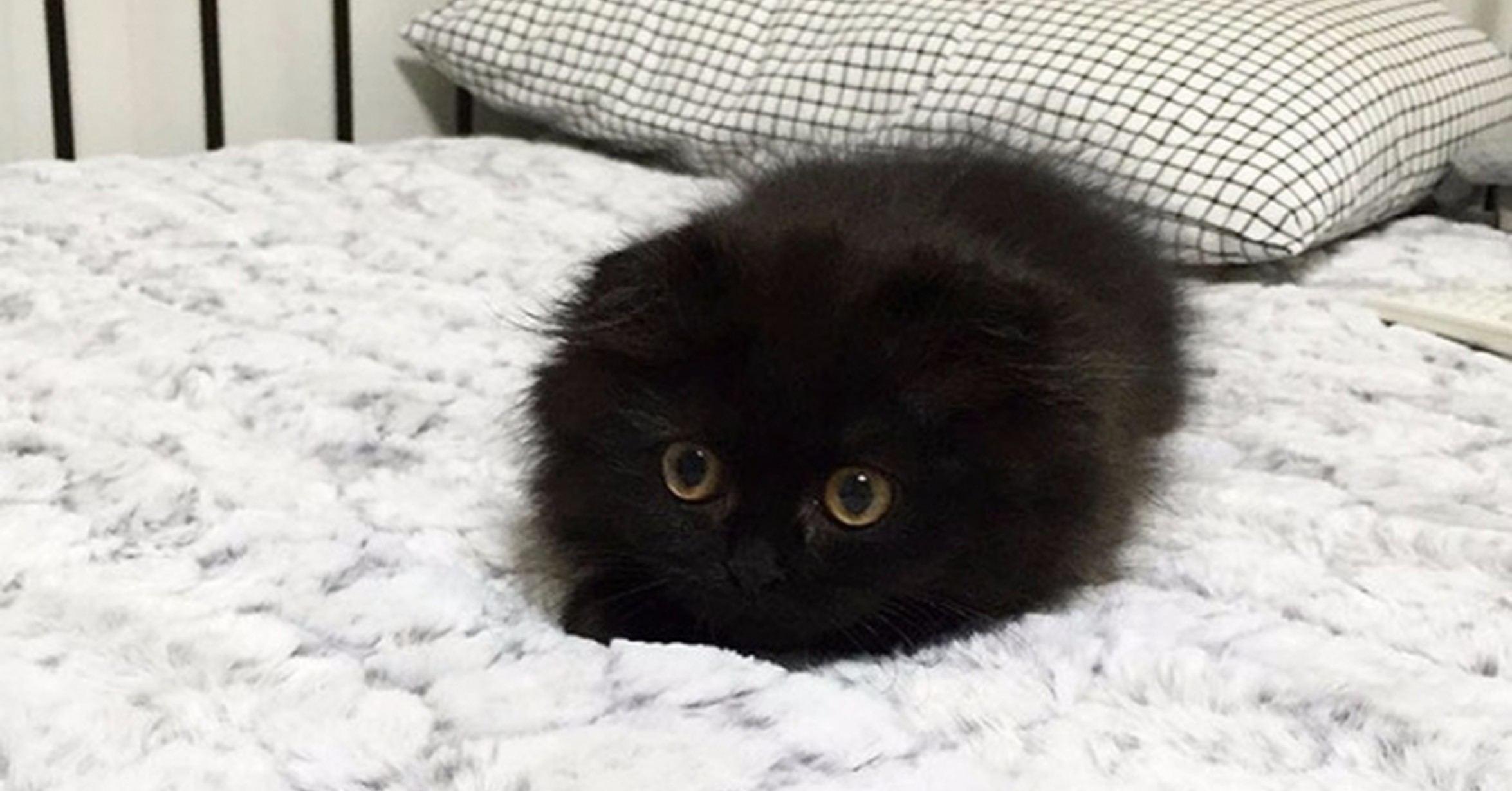 Милый чёрный котик