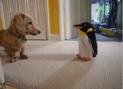 consciente,juguete,perro,pingüino
