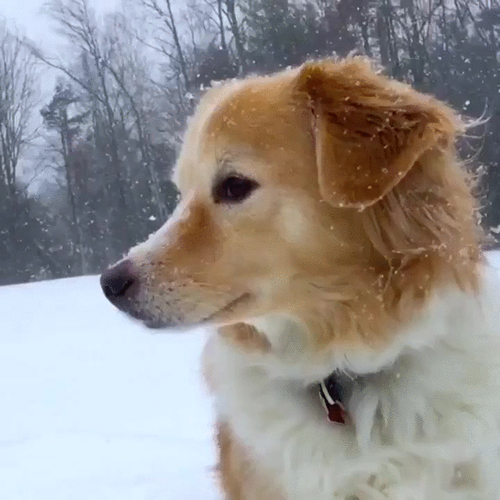 disfrutar,épica,nevada,perro