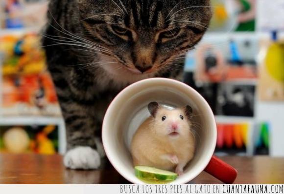 gato,hamster,raton,taza
