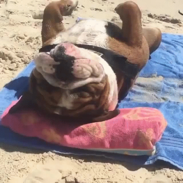 ganas,perro,playa,sol,verano