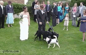 boda,meada,motivo,novia,perro,vestido
