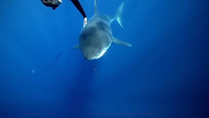 amigos,dijo,persona,tiburón