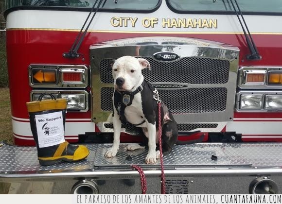 perro,pit bull,bombero,rescatado,salvar,rescate,quemaduras