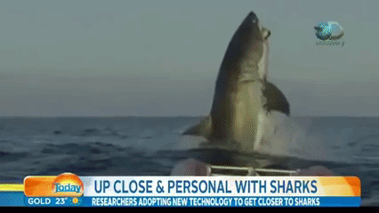 noticias,presentador,reaccionar,tiburón