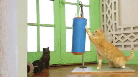 apuntado,gatos,gimnasio,puedes hacerlo