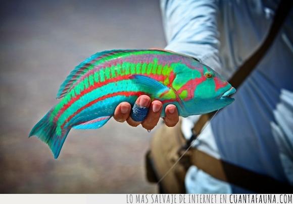 arcoiris,colores,pez,Rainbow Wrasse
