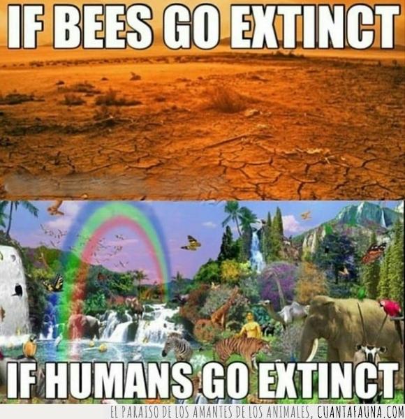 abeja,alegría,animal,enfermedad,extinción,humano