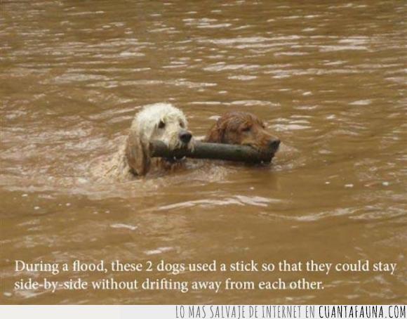 inundación,juntos,nadar,palo,perder,perro,tubería