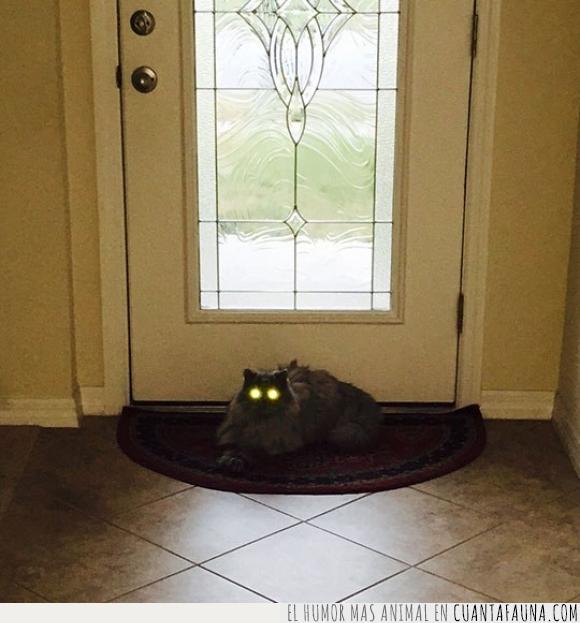 aterrador,gato,ojos,puerta,raro,wtf