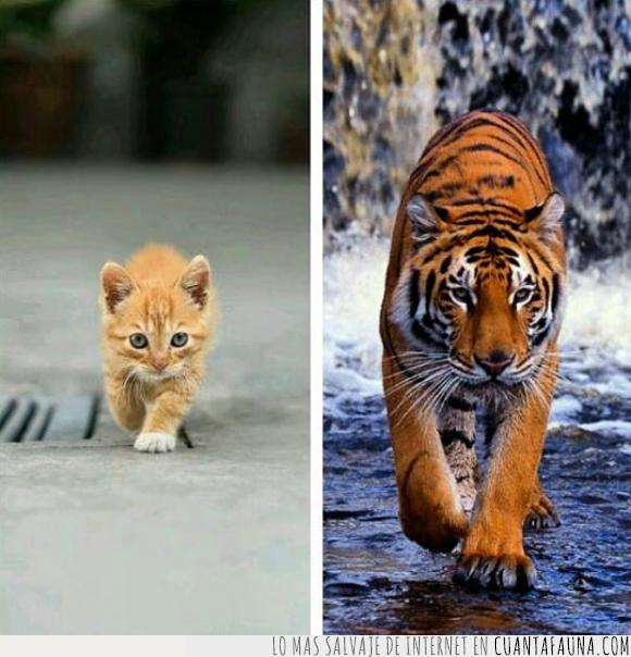 actitud,caminar,diferente,gato,tigre