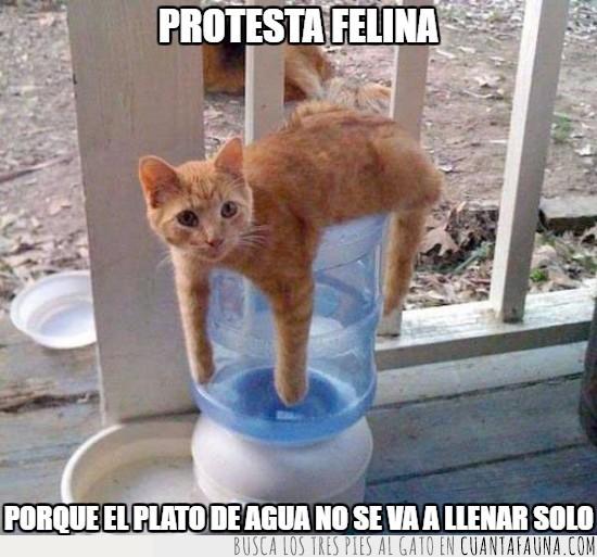 gato,agua,sed,vacío,protesta