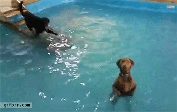 de pie,nadar,perro,piscina,pocas ganas,ponerse