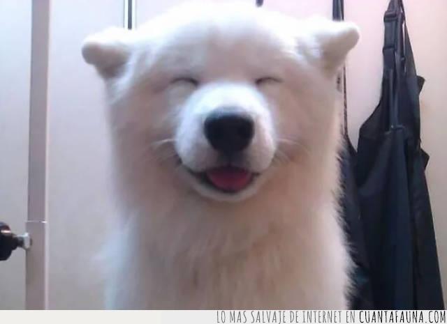 perro,sonrisa,oso polar,confusión,alegría,contento,ojos,achinados