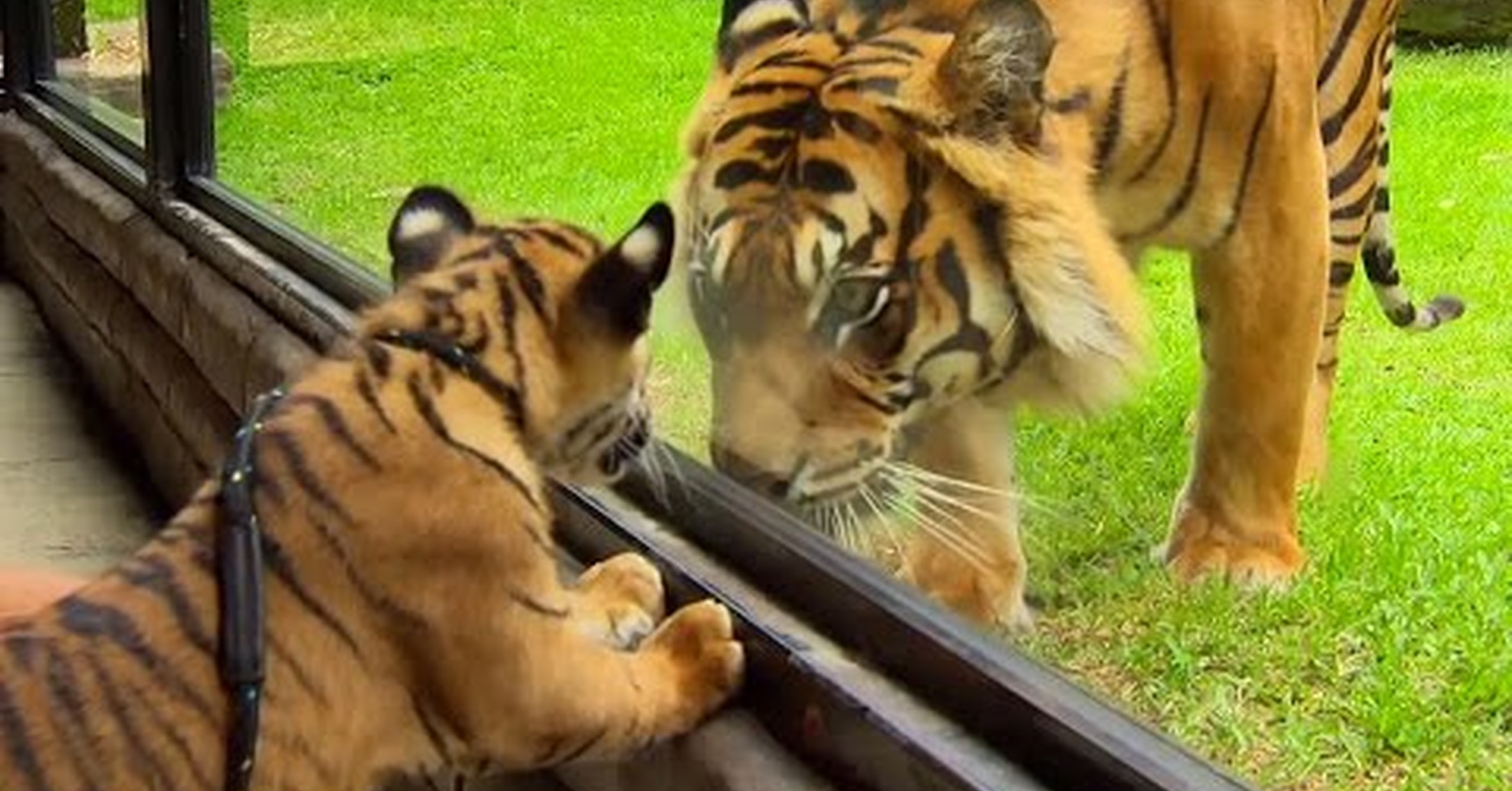 Тайгер видео. Львята и тигрята. Тигры с детенышем. Взрослый тигр. Тигренок взрослый.