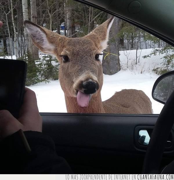 foto,selfie,venado,bambi,expresión,lengua,duckface