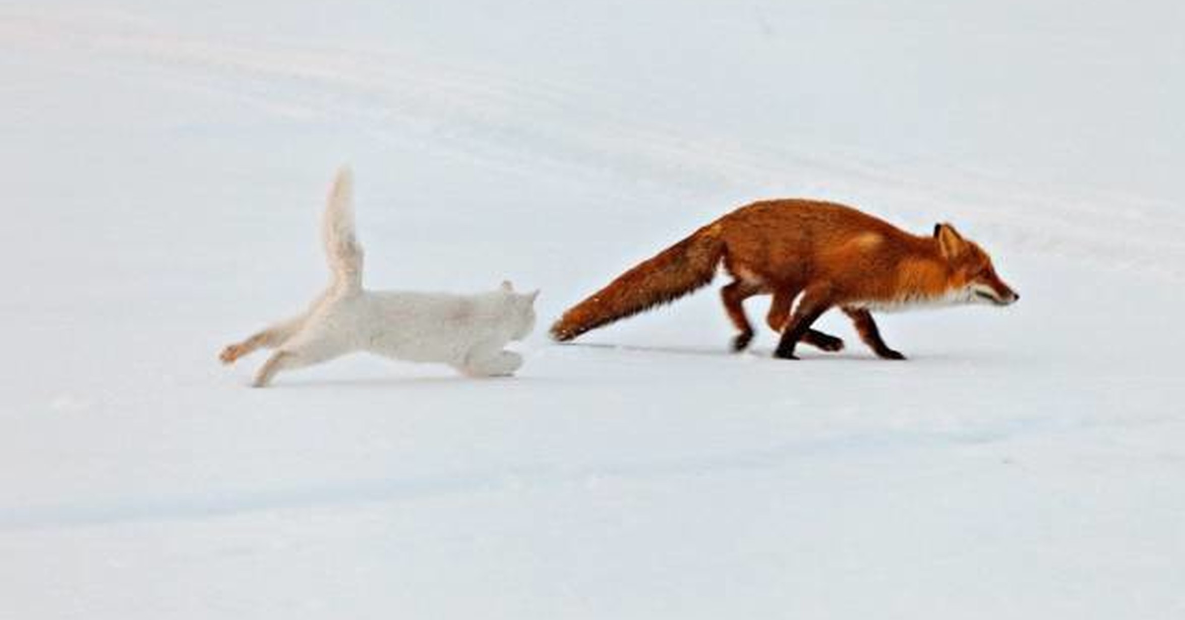 Песец и лиса играют