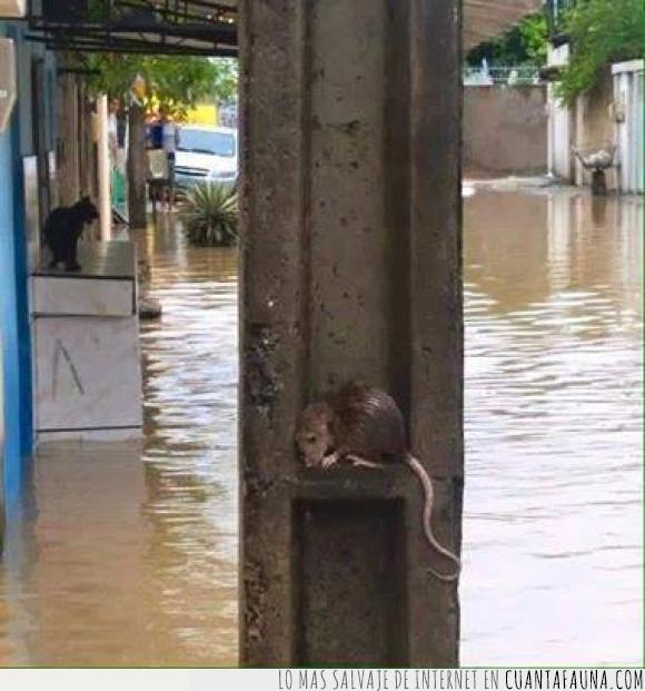 animal,inundacion,miedo,pobrecilla,pobrecillo,rata,raton,susto