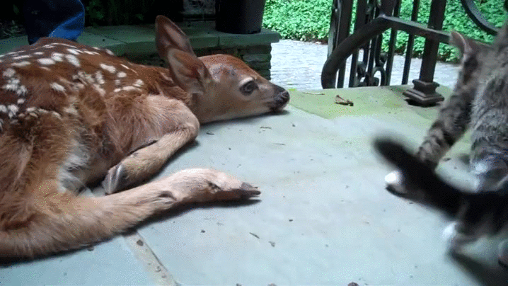 bambi,dar igual,gatos,super rallao