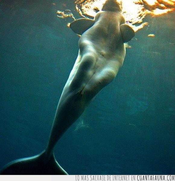 Ballenas,Beluga,cuerpo,mujer,piernas,Sirenas