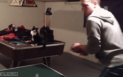 ayudan,gatos,partida,ping pong