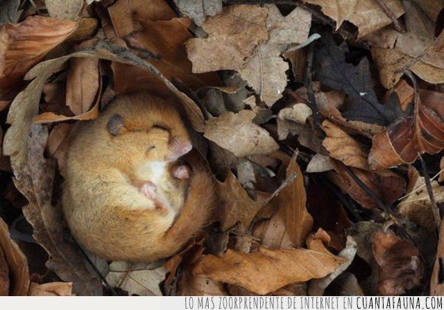 ratón,hojas,dormir,cama,un rato más,descanso,pereza