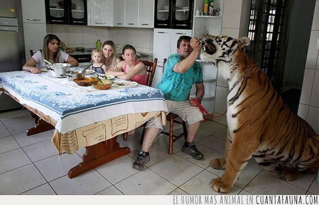 perro,tigre,comida,cena,compartir,mesa,familia