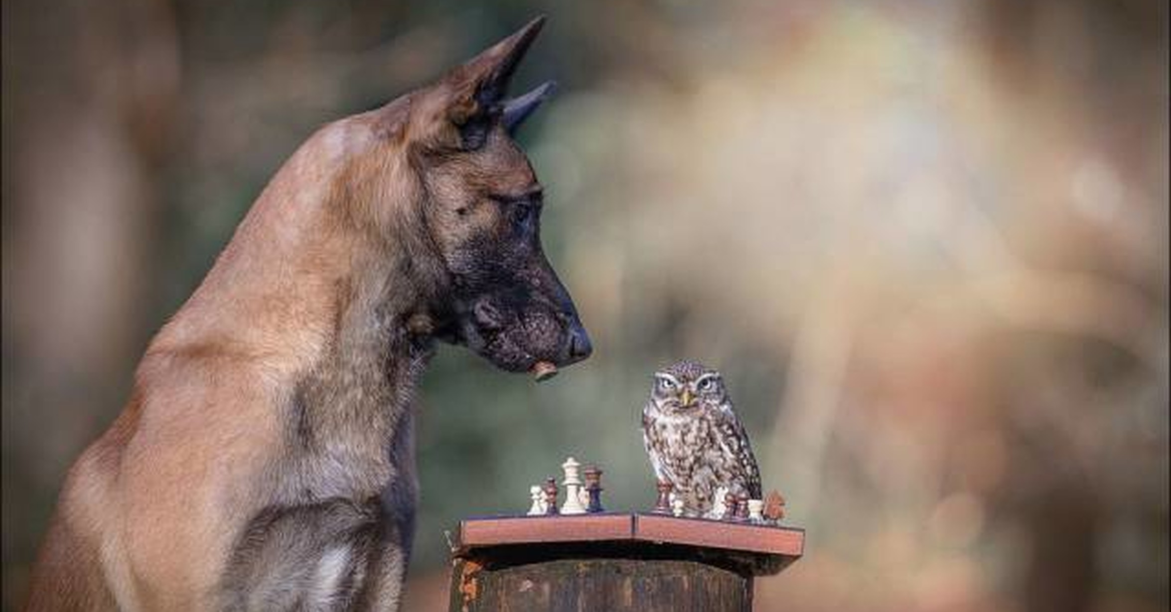 собака и птица 22 глава. собака и птица 22 глава. гибрид собаки и птицы. собака птица. малинуа щенки.