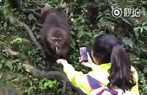 mono,primate,móvil,celular,teléfono,turista,mala idea