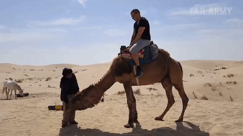 camello,transporte,caída,desierto,novato