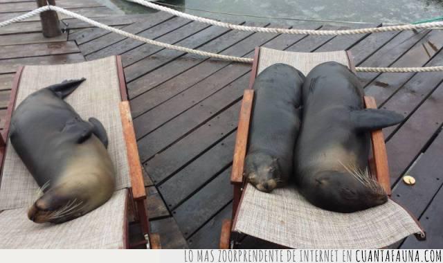 piscina,leones marinos,focas,descanso,sillas,aprovechar