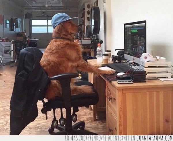 perro,duda,hacker,investigación,quién es,buen chico,pregunta